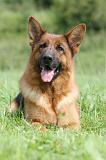 BERGER ALLEMAND 803
